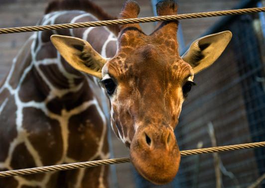 Zoo de Copenhague : L'euthanasie d'un girafon en bonne santé soulève la colère de la population