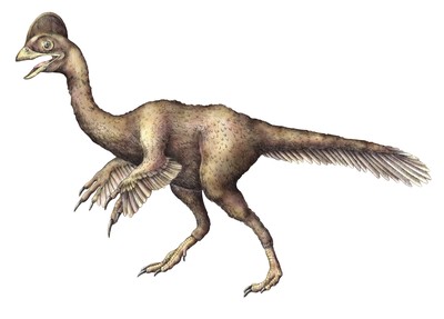 Aux allures de poulet géant, des paléontologues reconstituent une espèce de Dinosaure à plumes