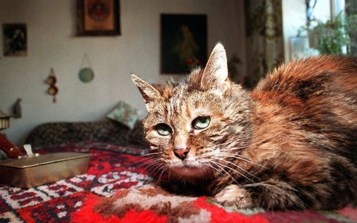 Quel âge avait le plus vieux chat du monde ?