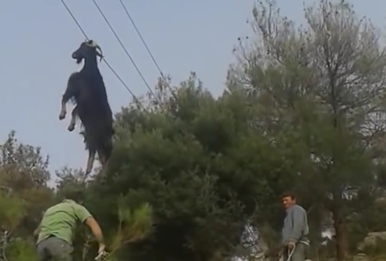 Sauvetage insolite d'une chèvre suspendue à un câble électrique sur la route