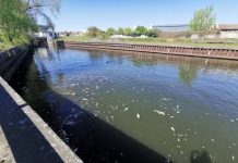 « Catastrophe environnementale » : Des milliers de poissons retrouvés morts "Catastrophe environnementale" : Des milliers de poissons retrouvés morts