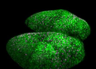 Santé : Lumière sur la coordination de l'activation des cellules souches neurales