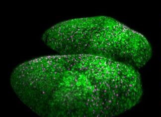 Santé : Lumière sur la coordination de l’activation des cellules souches neurales Santé : Lumière sur la coordination de l'activation des cellules souches neurales