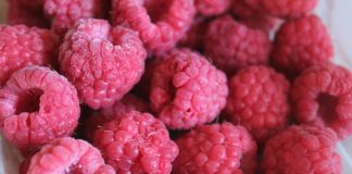 Framboises surgelées : le Maroc rejoint le top 5 des fournisseurs aux Pays-Bas Framboises surgelées : le Maroc rejoint le top 5 des fournisseurs aux Pays-Bas