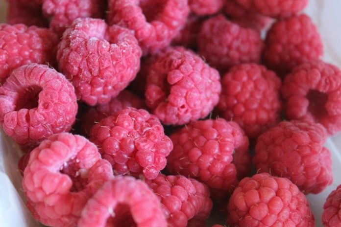 Framboises surgelées le Maroc rejoint le top 5 des fournisseurs aux Pays-Bas Framboises surgelées : le Maroc rejoint le top 5 des fournisseurs aux Pays-Bas