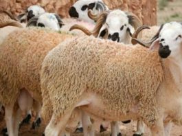 Aïd Al-Adha 2026 : l’offre de moutons dépasse largement la demande au Maroc