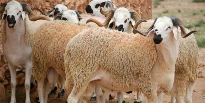 Aïd Al-Adha 2026 : l’offre de moutons dépasse largement la demande au Maroc
