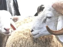 Aïd al-Adha 2026 : la demande ralentit malgré une offre abondante sur le marché marocain