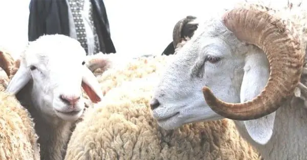 Aïd al-Adha 2026 la demande ralentit malgré une offre abondante sur le marché marocain Aïd al-Adha 2026 : la demande ralentit malgré une offre abondante sur le marché marocain