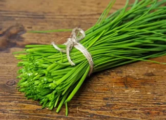 Le Maroc renforce sa place sur le marché européen des herbes aromatiques