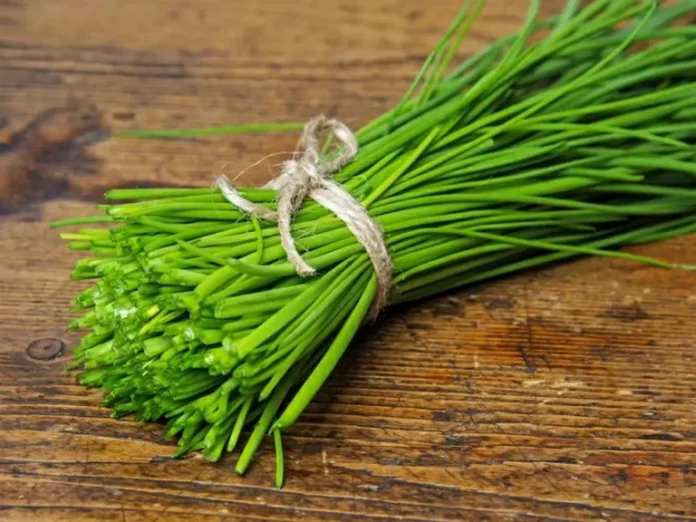 Le Maroc renforce sa place sur le marché européen des herbes aromatiques Le Maroc renforce sa place sur le marché européen des herbes aromatiques