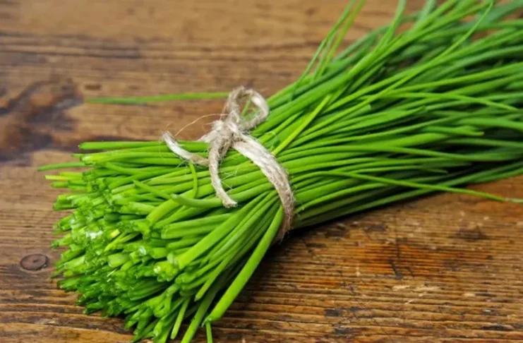Le Maroc renforce sa place sur le marché européen des herbes aromatiques