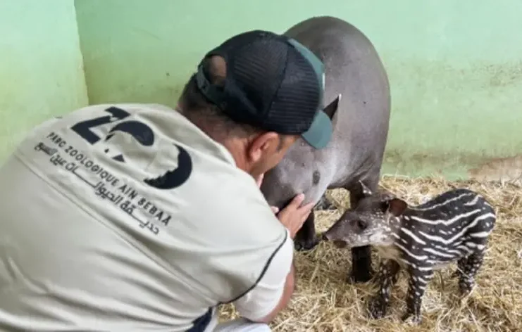 Le Zoo d’Aïn Sebaâ accueille un rare bébé tapir brésilien à Casablanca