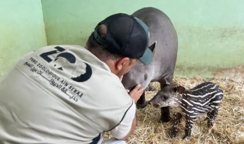 Le Zoo d’Aïn Sebaâ accueille un rare bébé tapir brésilien à Casablanca Le Zoo d’Aïn Sebaâ accueille un rare bébé tapir brésilien à Casablanca