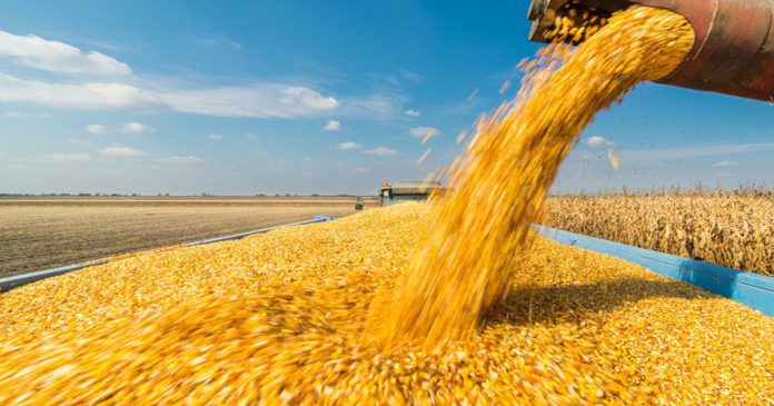 Droits de douane le Maroc maintient une protection élevée de son agriculture Droits de douane : le Maroc maintient une protection élevée de son agriculture
