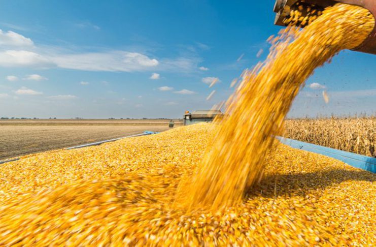Droits de douane : le Maroc maintient une protection élevée de son agriculture