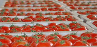 Tomates : le Maroc confirme son avance sur l’Espagne en Europe Tomates : le Maroc confirme son avance sur l’Espagne en Europe