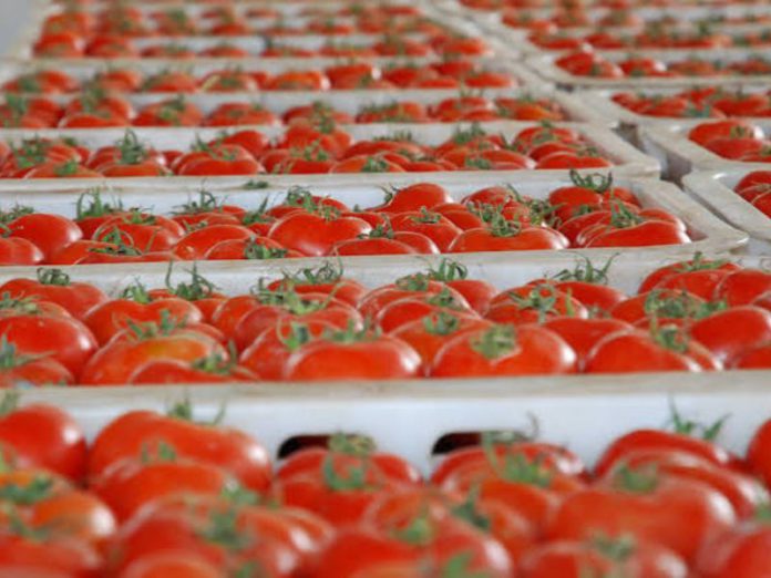 Tomates le Maroc confirme son avance sur l’Espagne en Europe Tomates : le Maroc confirme son avance sur l’Espagne en Europe